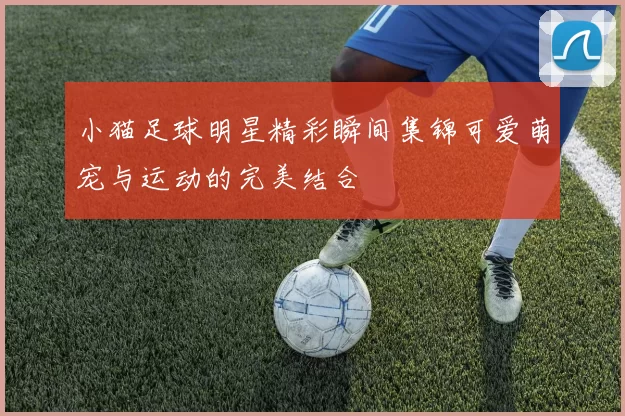 小猫足球明星精彩瞬间集锦可爱萌宠与运动的完美结合